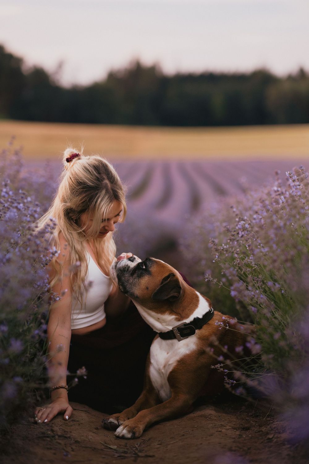 Mensch-Hund-Shooting mit einer Boxerhündin und ihrer Besitzerin im Lavendelfeld bei Adlstraß, Bayern