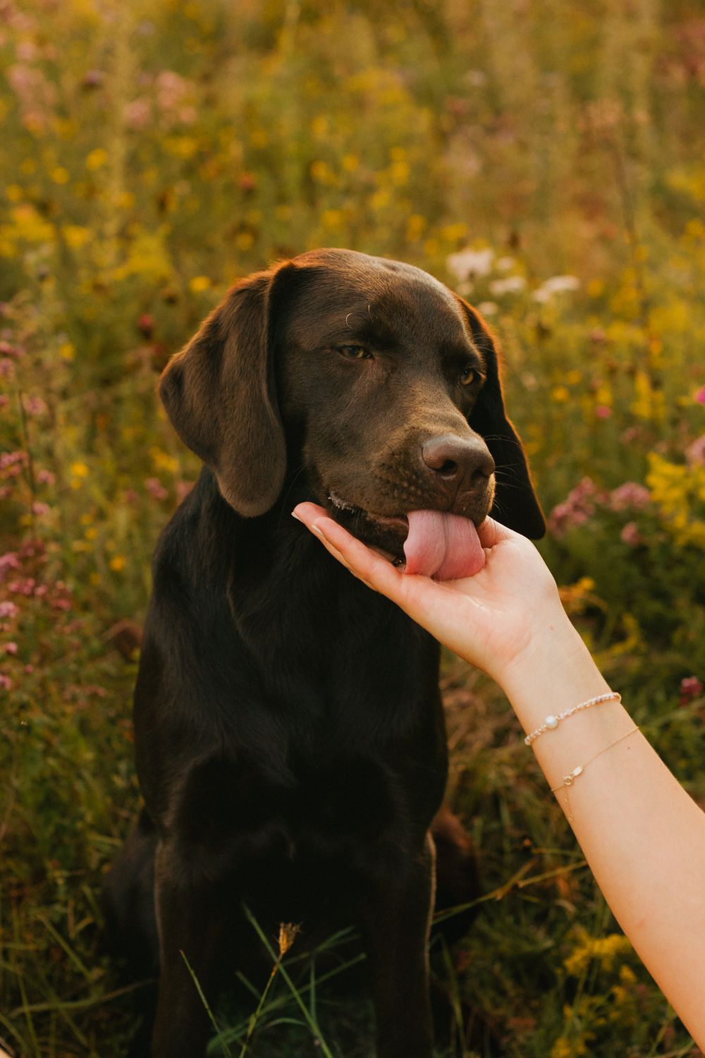 Mensch-Hunde-Shooting mit einem braunen Labrador und seiner Besitzerin in einer Wildblumenwiese in Niederbayern