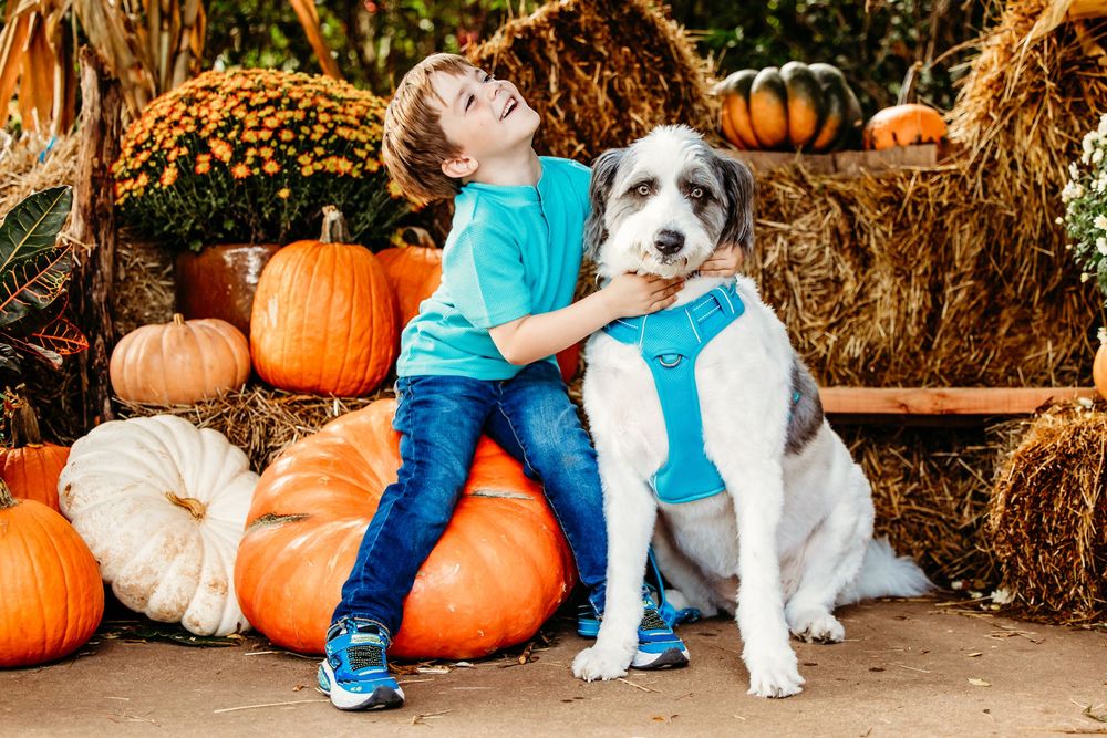 A dog sits among orange pumpkins at a fall harvest display with hay bales in the background.