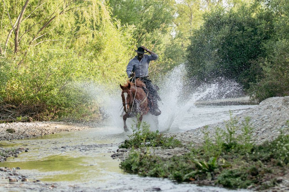 A horse and rider splash through a shallow creek surrounded by lush greenery on a sunny day.