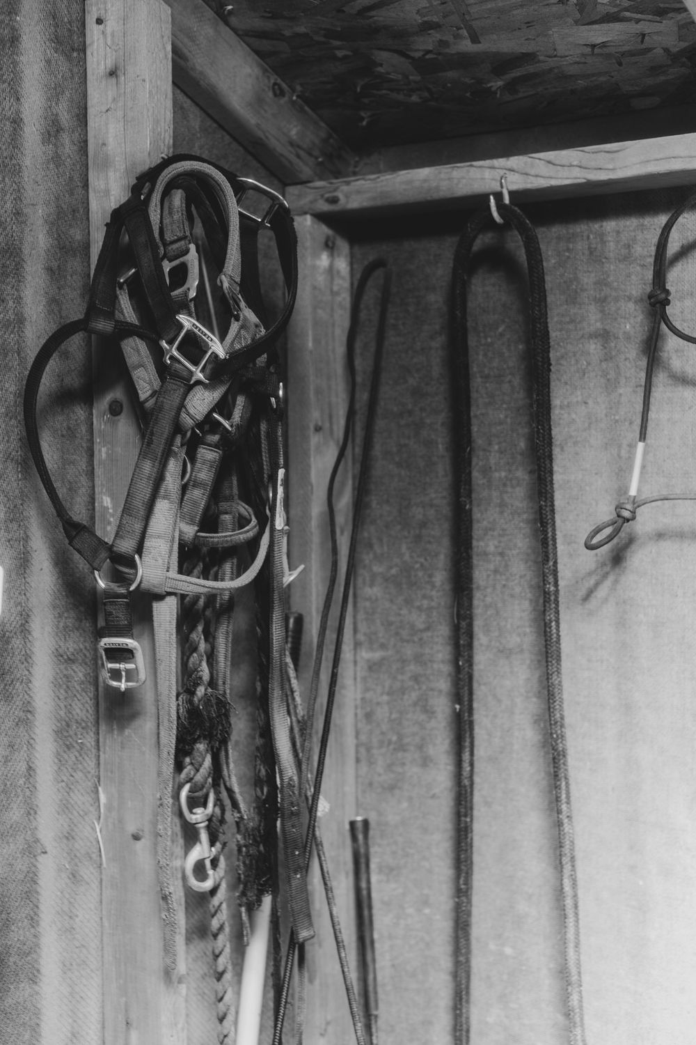 Horse riding equipment and bridles hanging on wooden beams in a rustic stable interior.