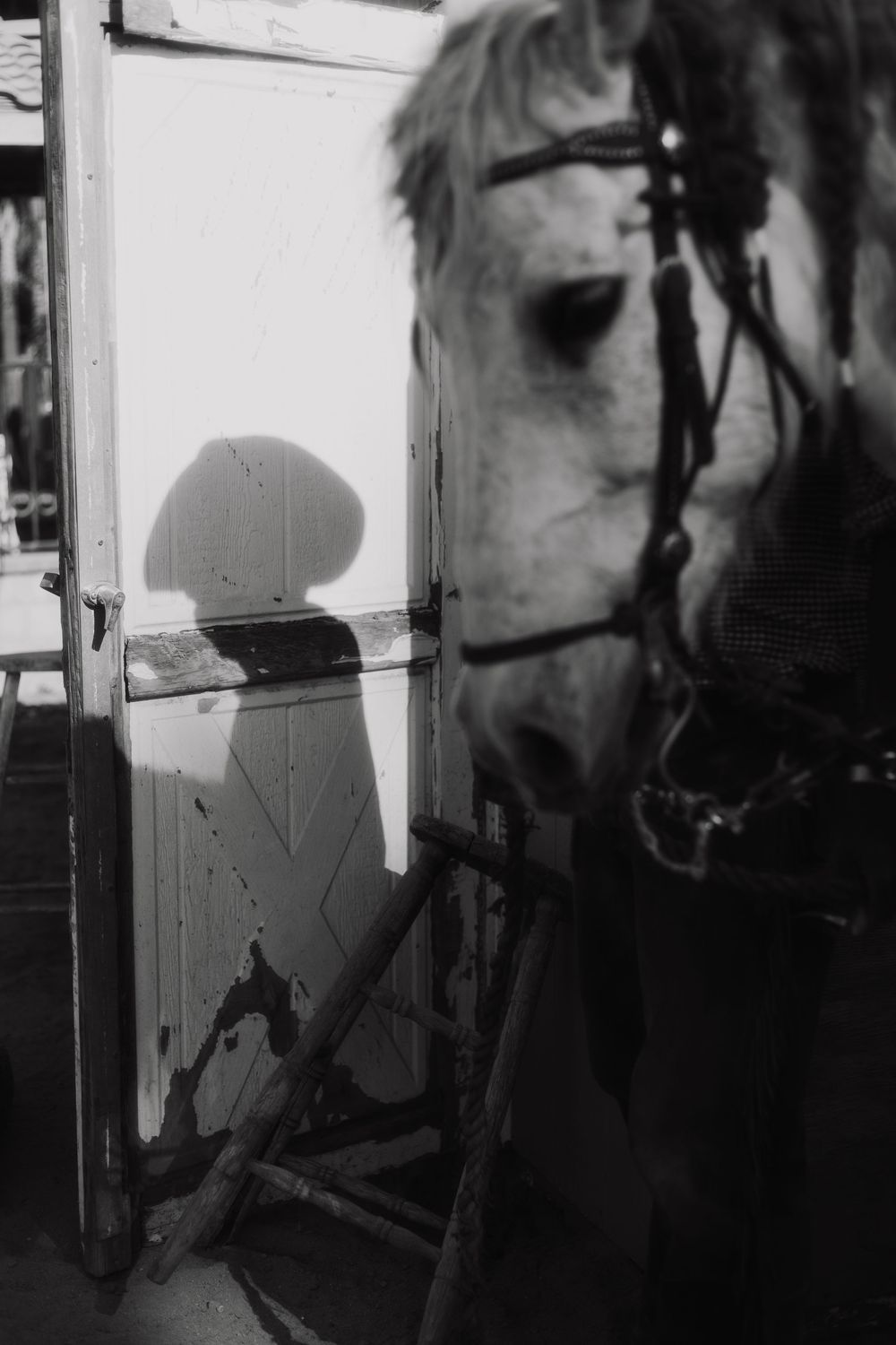Series of silhouettes showing a horse's head against a bright window background.