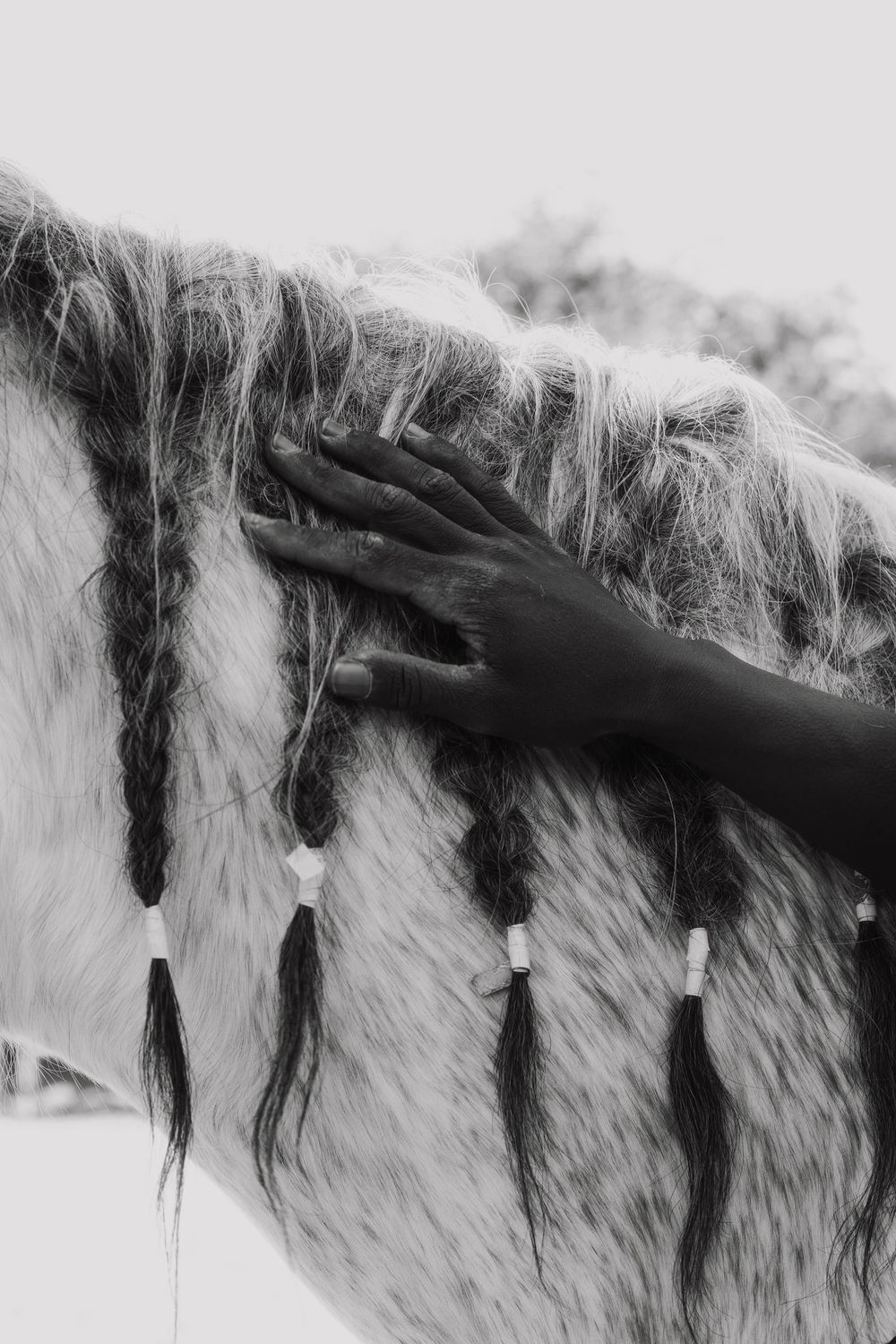 A hand gently touches a horse's braided mane in an artistic black and white close-up shot.
