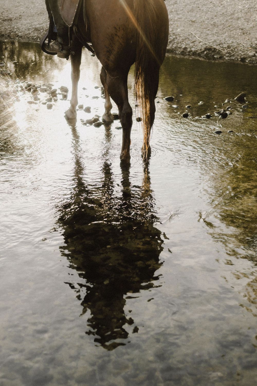 Horse legs and reflection in still water creating a mirror image effect.