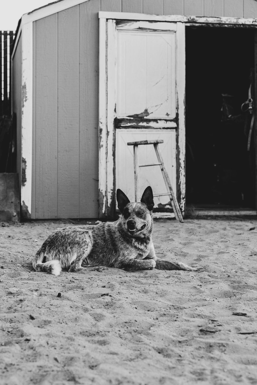 A dog resting in front of white storage sheds in black and white photography.