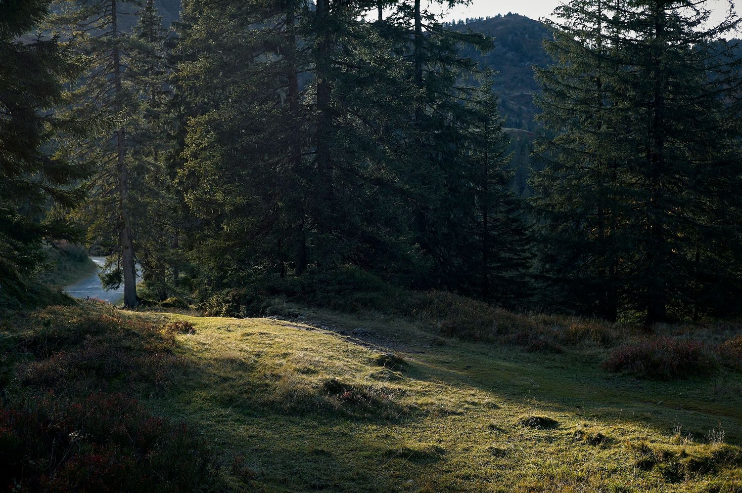 Scenic mountain landscape with evergreen trees and golden sunlit meadow during sunset.