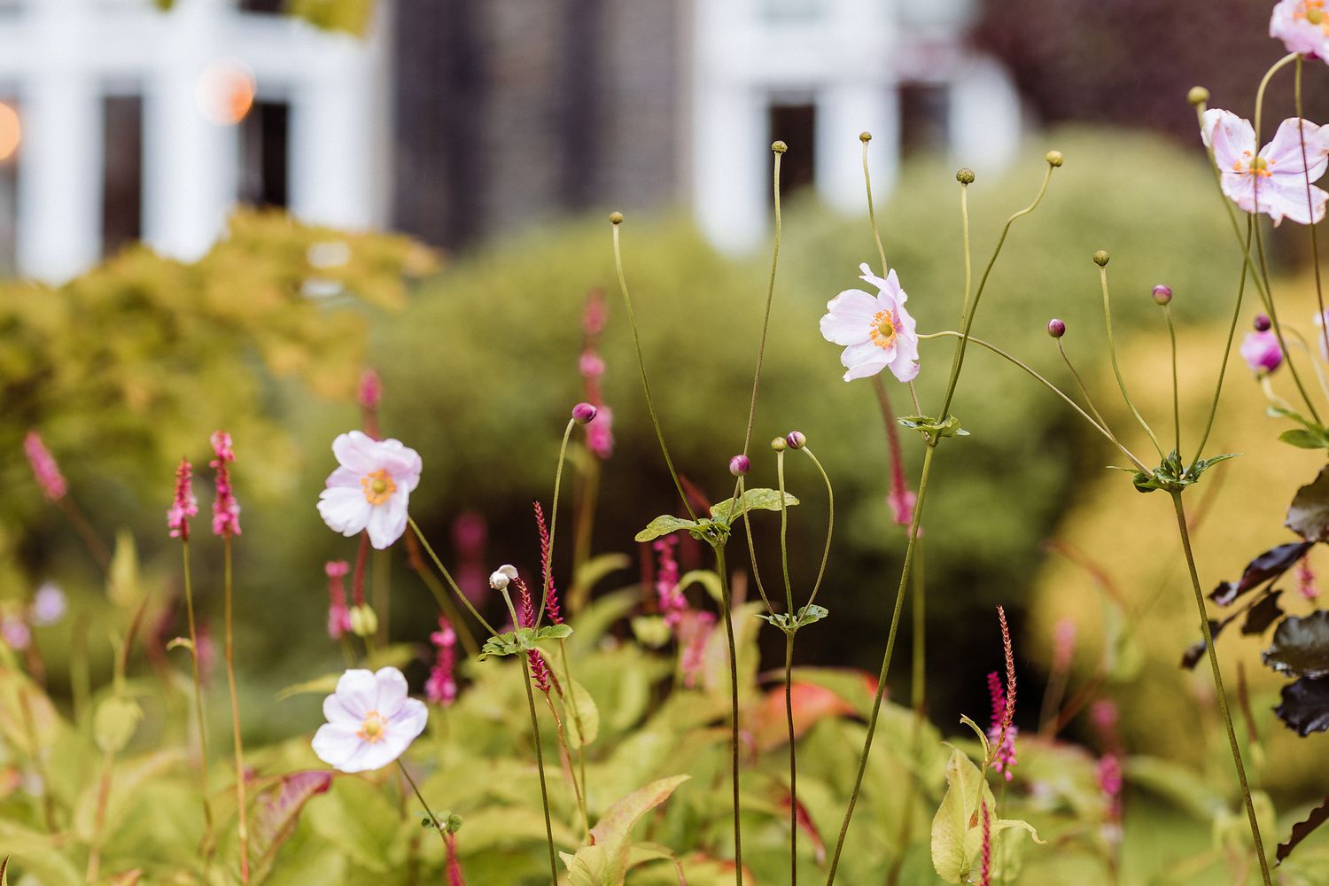 Delicate pink Japanese anemone flowers sway in a garden with blurred green foliage background.