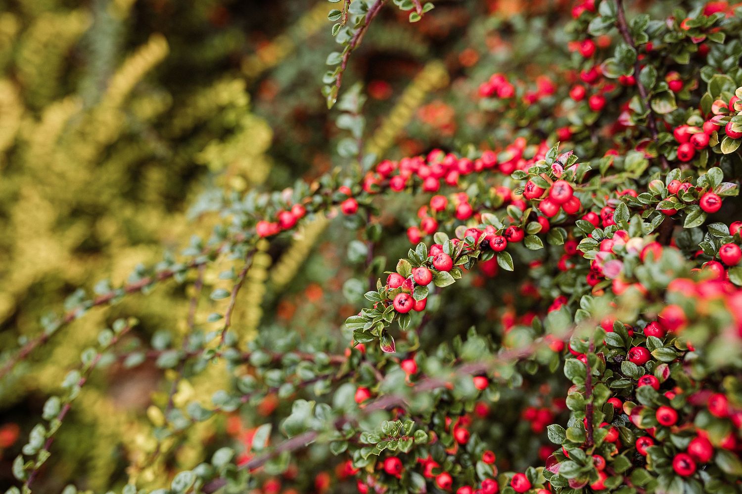 Red berries and green leaves create a vibrant natural pattern against a blurred golden background.