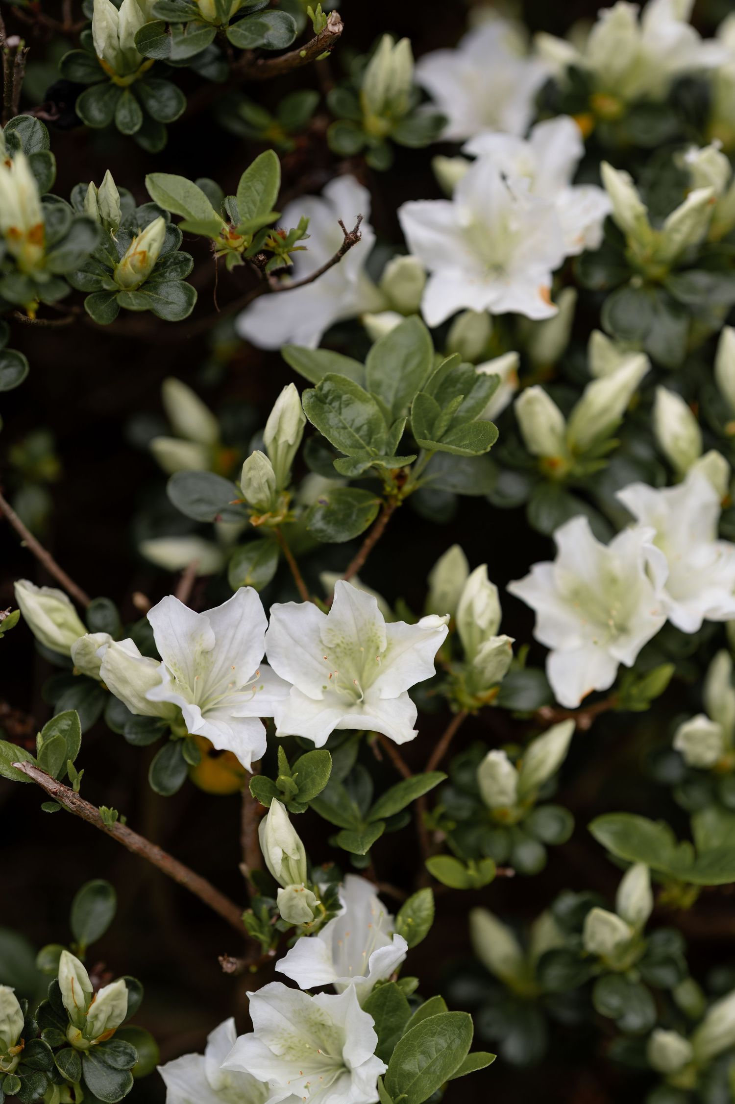 Beautiful white azalea flowers blooming among dark green leaves in a garden setting.