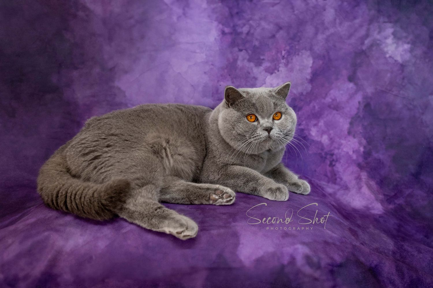 A sleepy British shorthair cat with grey fur lies on a light blue backdrop in a professional studio photo.