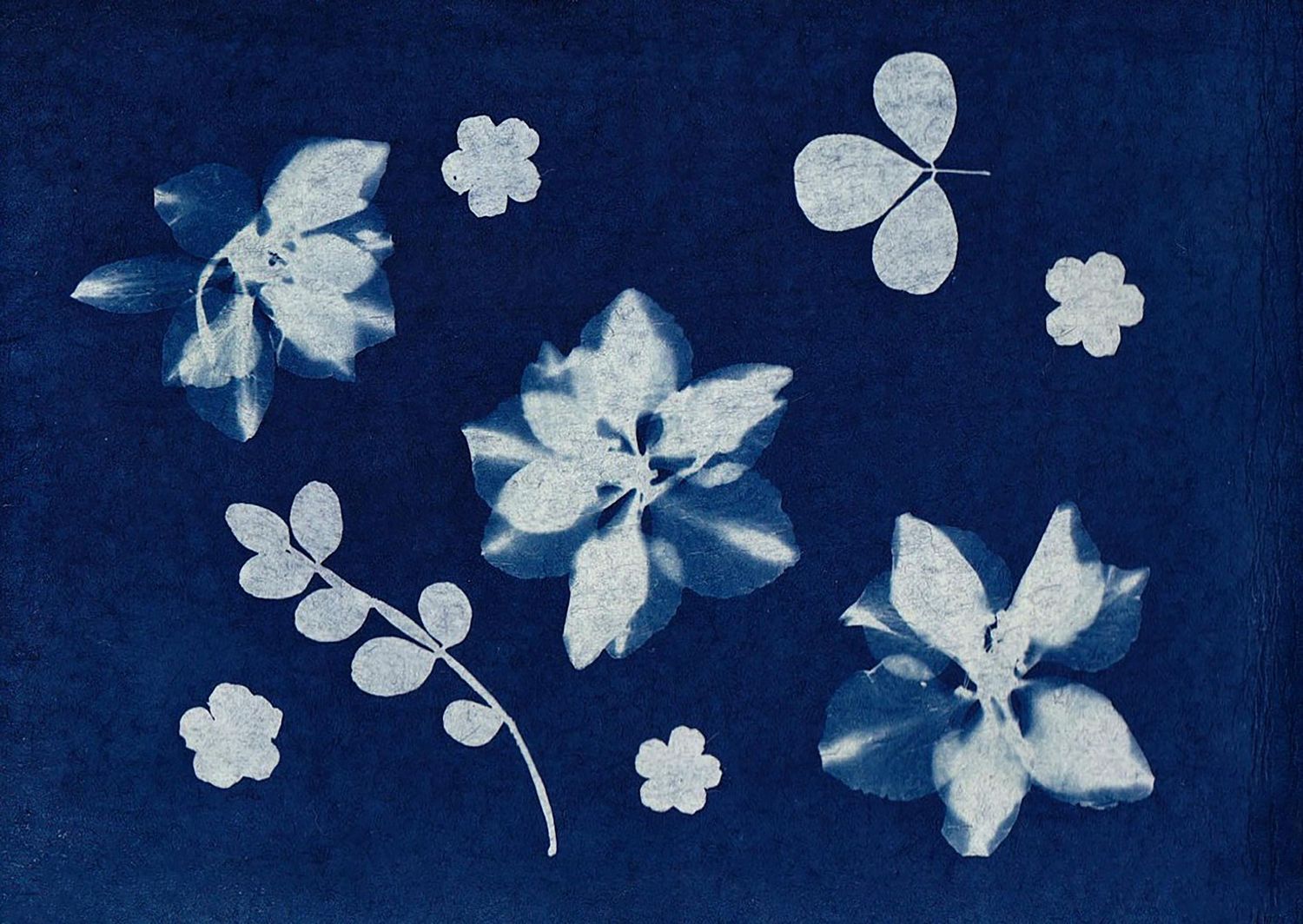 Cyanotype print featuring white silhouettes of flowers, butterflies and leaves arranged on deep blue background.