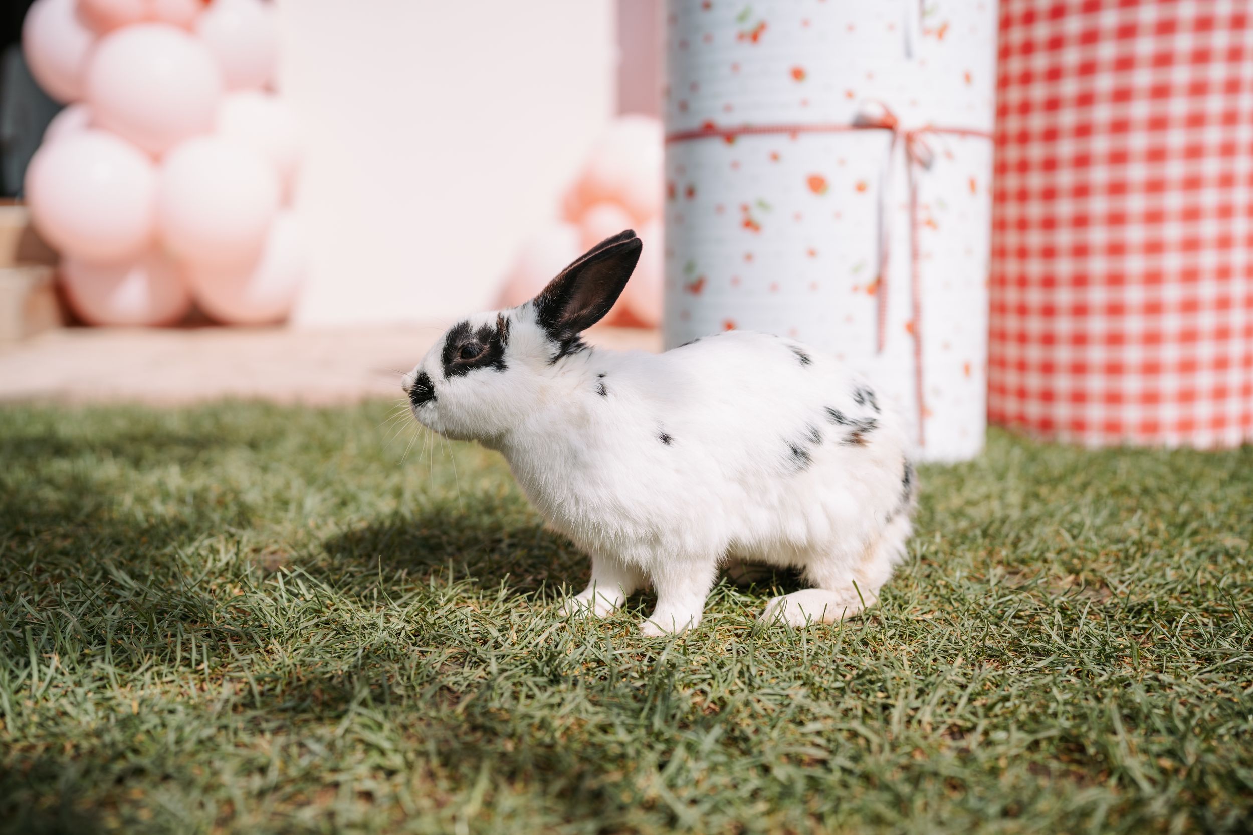 White and black spotted rabbit sitting on grass at outdoor party.