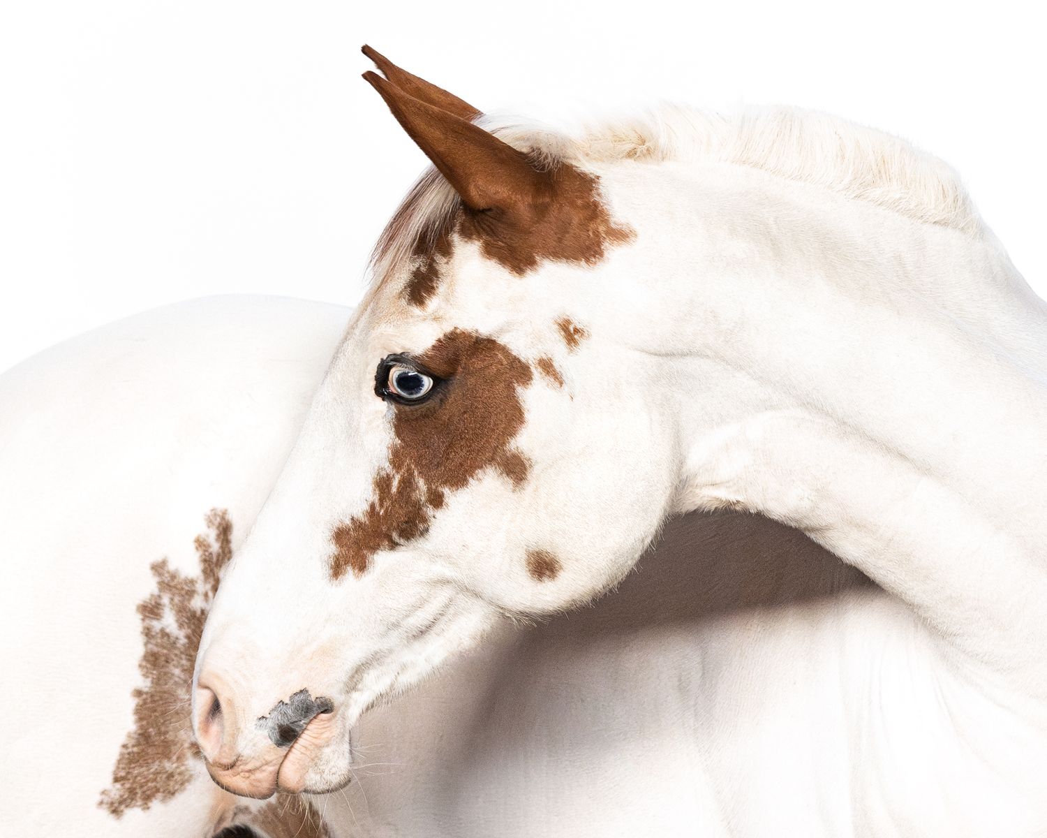 White background photoshoot of a paint horse with mobile studio elements Copyright Amanda Barr Photography