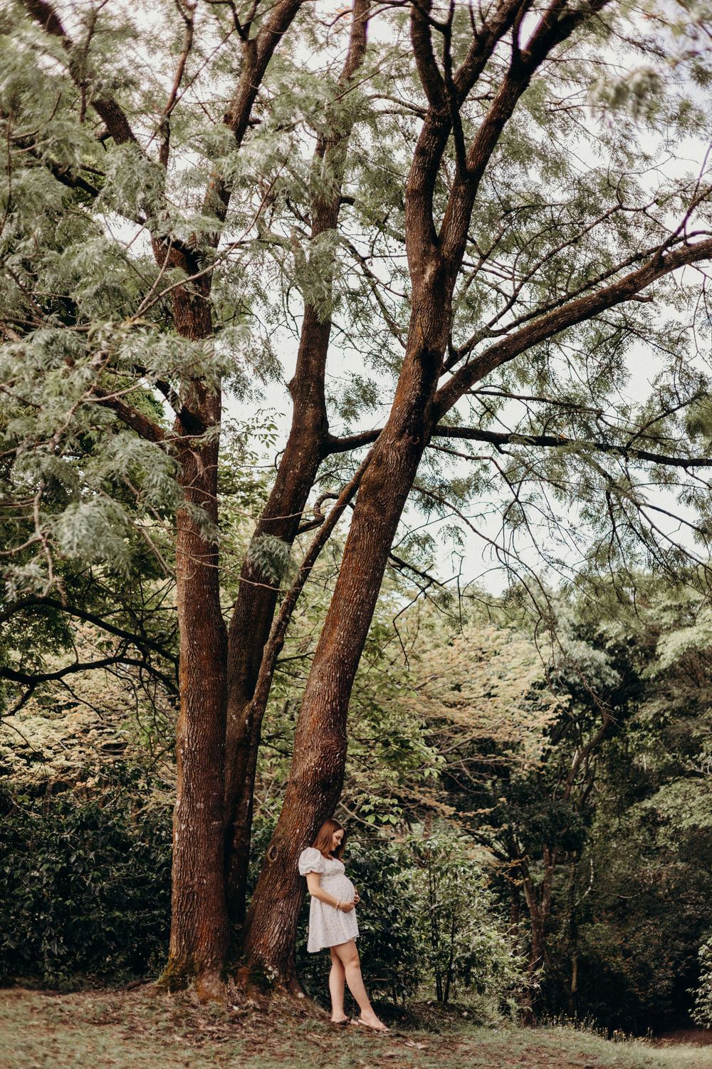 A quiet moment captured under tall trees in a lush green forest setting during daytime.