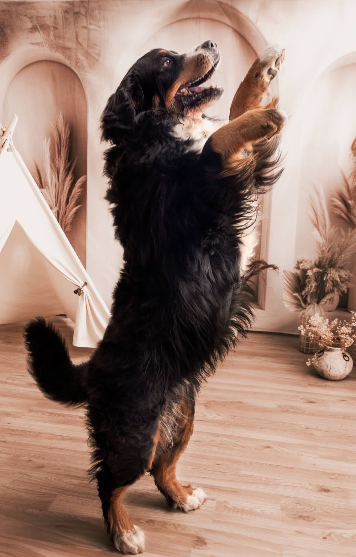 fotografia di famiglia a bruino torino - tema animali domestici, quattro zampe e pelosetti