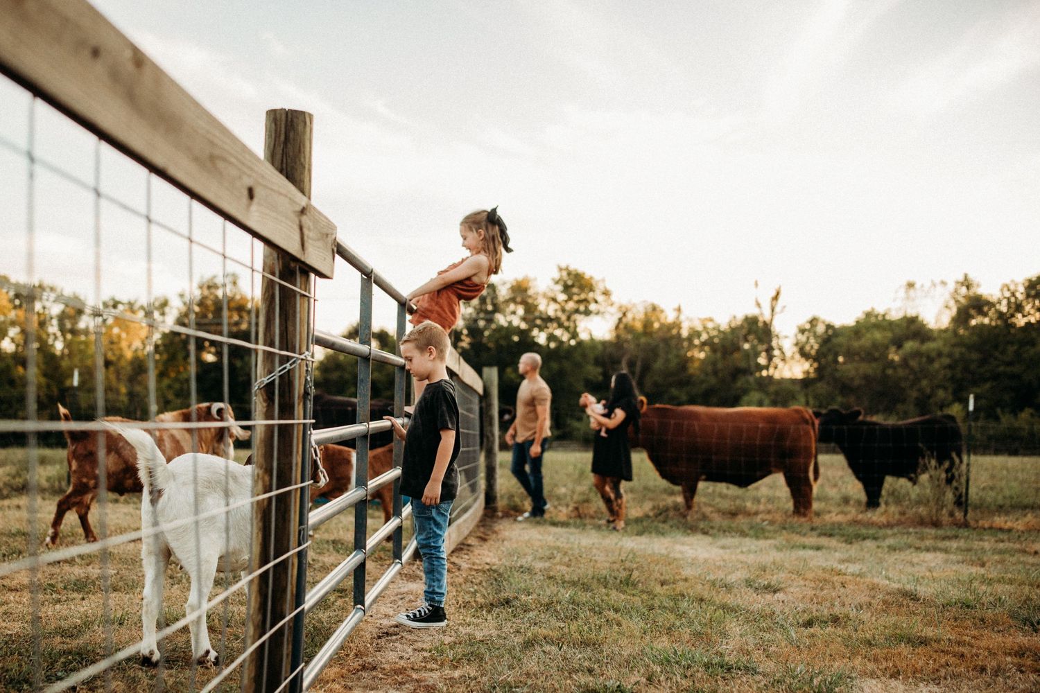 Fun family session cows farm life