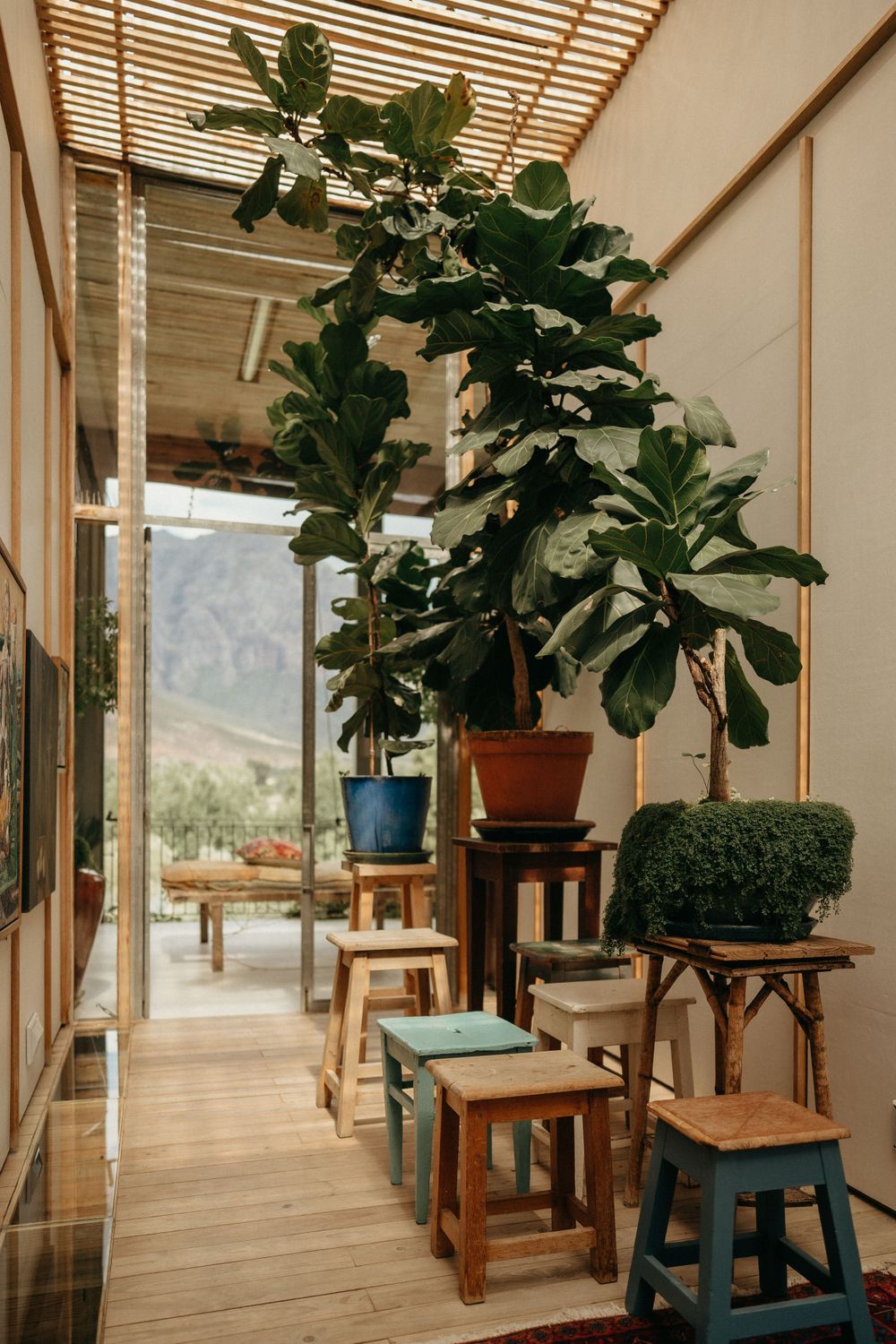 Interior scene with large fiddle leaf fig plant and wooden stools arranged near window with natural lighting.