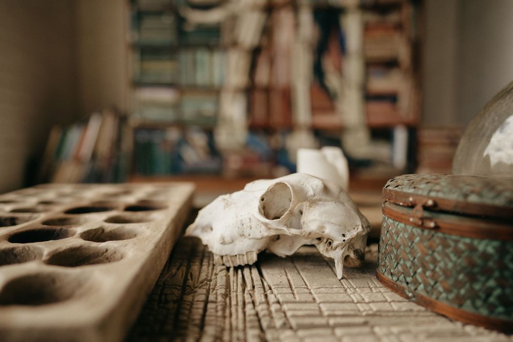 A close-up of an animal skull displayed on a textured surface with vintage objects in the background.