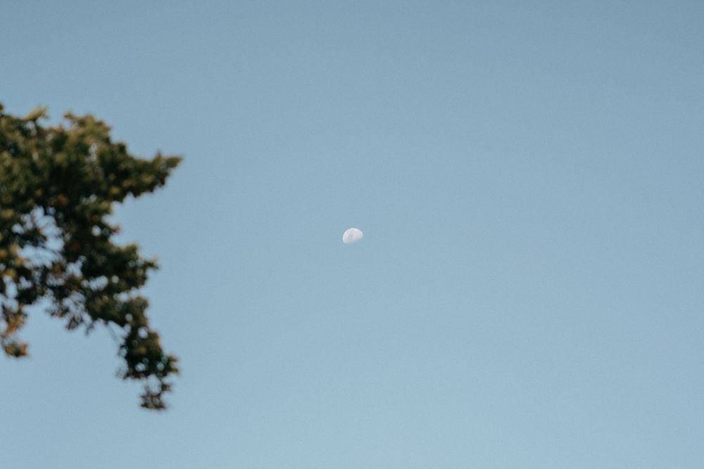 A daytime moon visible in a clear blue sky with tree branches in the frame.