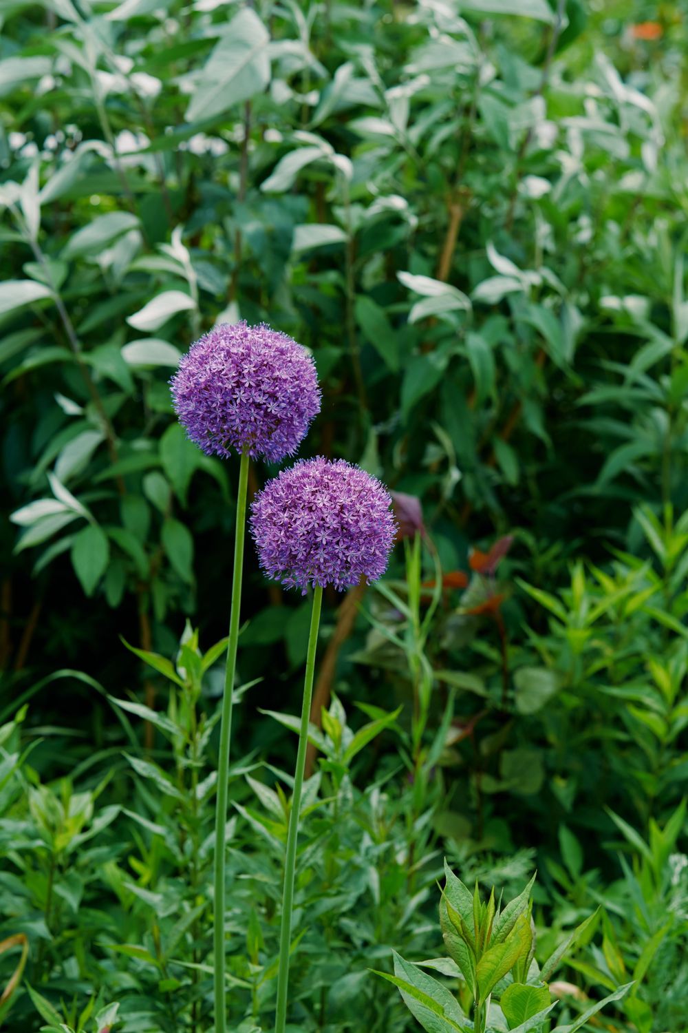 A vibrant purple allium flower blooms in a lush green garden setting, showcasing its spherical shape against foliage. Wave hill garden