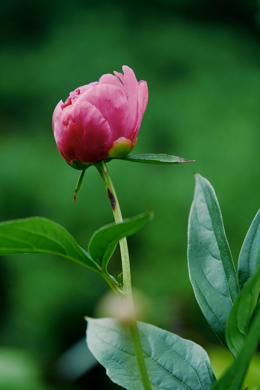 A pink peony bud emerges against a blurred green background with glossy leaves. Wave hill garden
