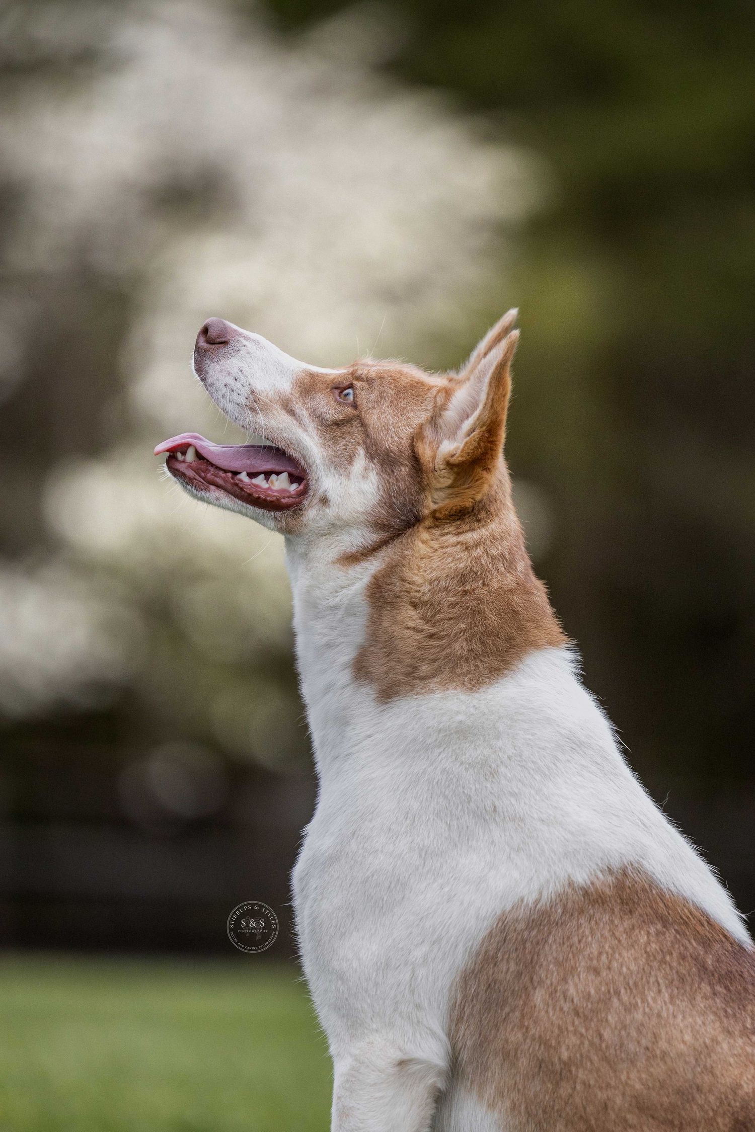 A brown and white dog looking up and to the side with expressive eyes on a blurred natural background.