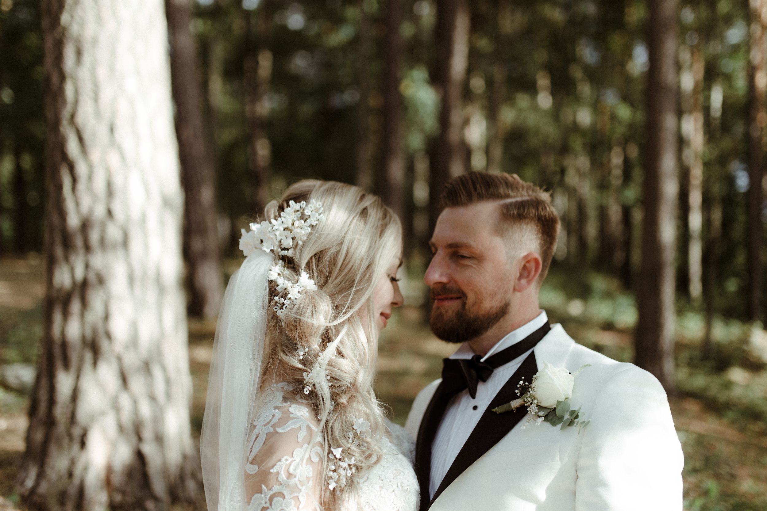 Scenic pine forest setting with soft natural lighting filtering through tall trees.