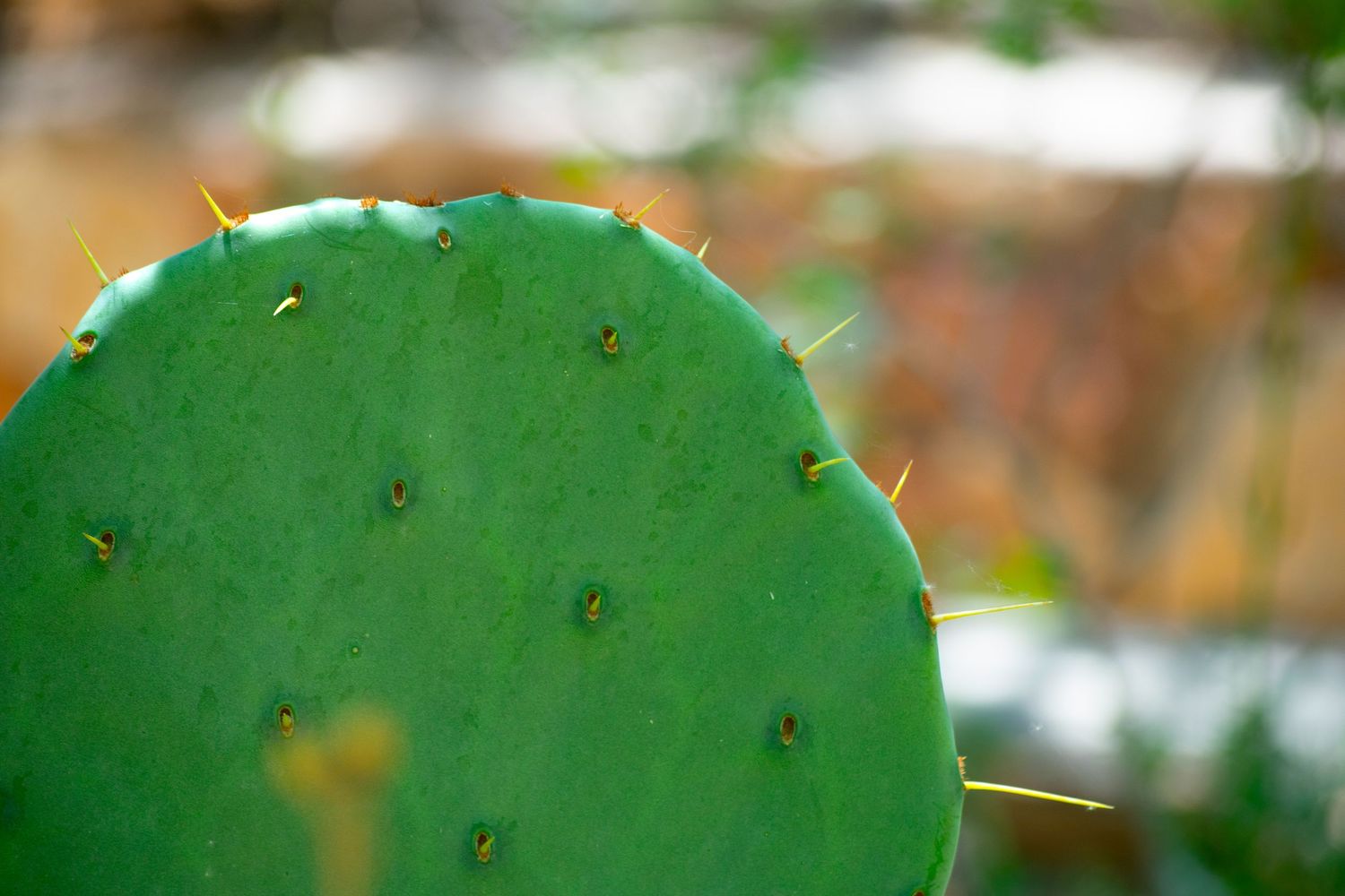 green cactus desert nature photography photographer el paso texas tx botanical gardens