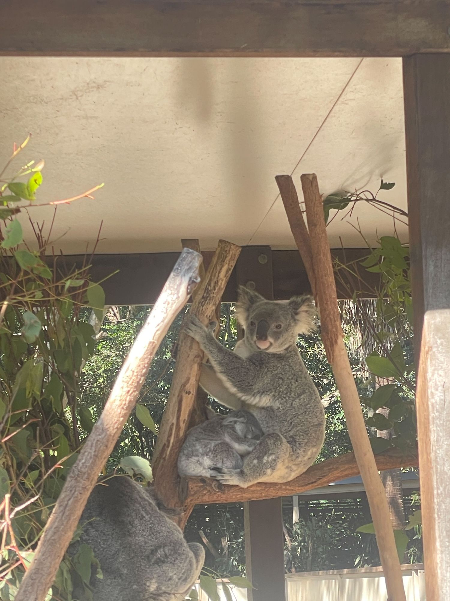 A koala bear rests comfortably on wooden beams in an outdoor shelter structure.