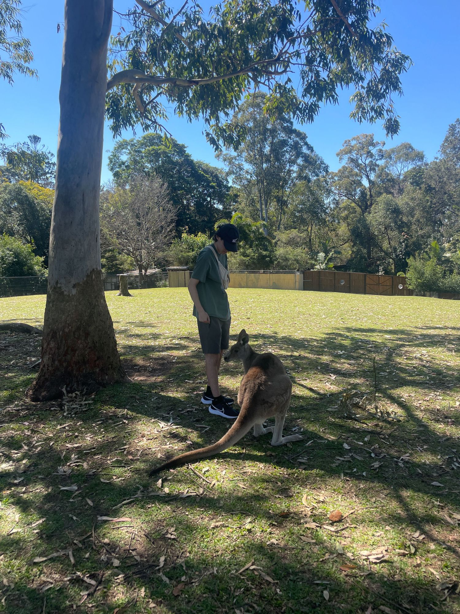 Person crouching under large eucalyptus trees in a sunny park or nature area during daytime.