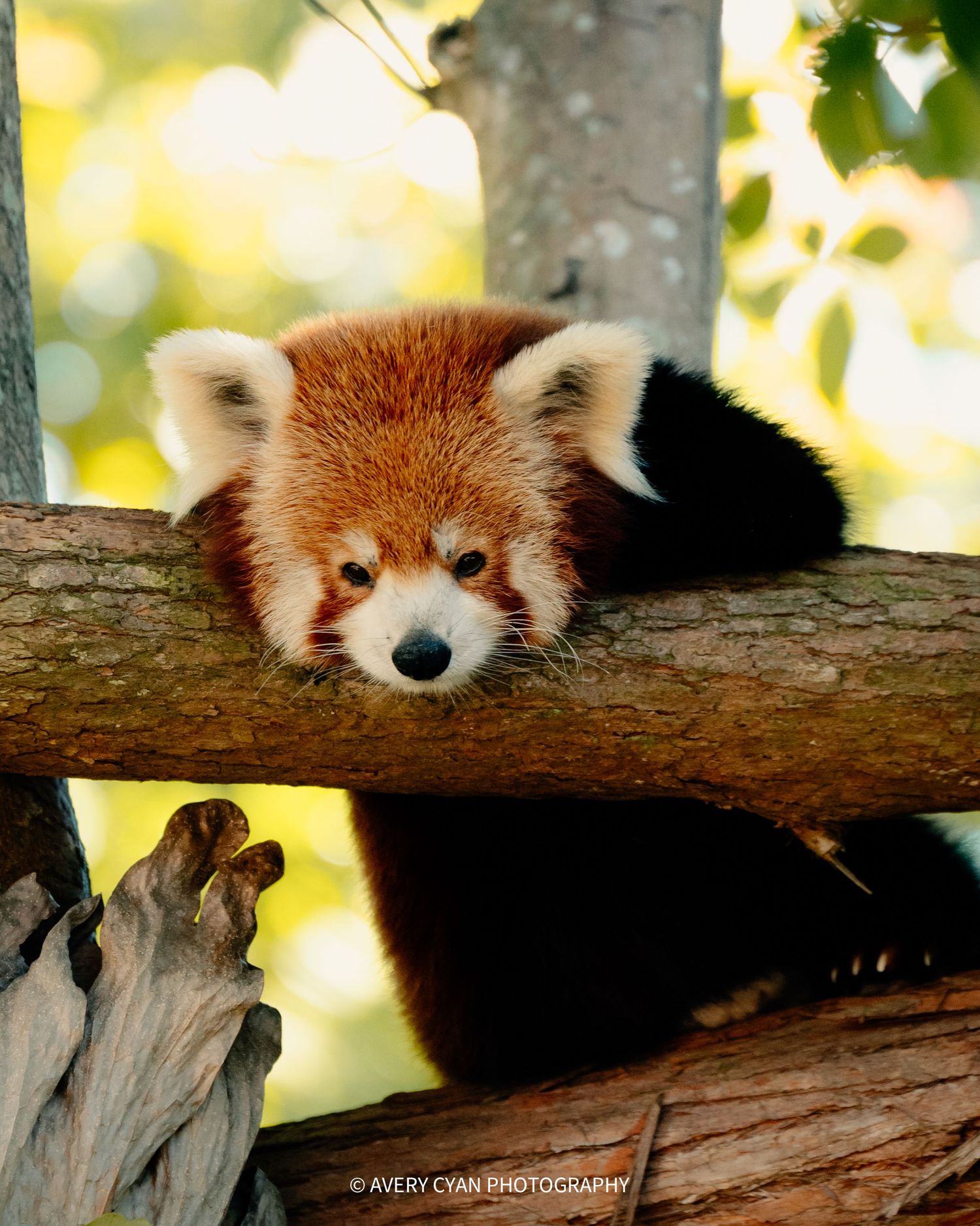 An adorable red panda rests its head on a tree branch while lounging in the soft daylight.
