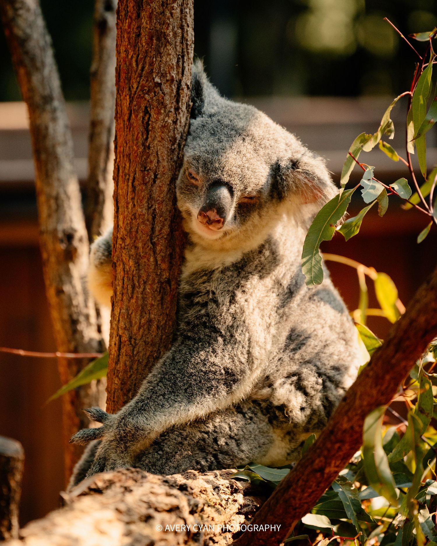 A sleepy koala bear rests against a tree trunk in dappled sunlight while surrounded by eucalyptus leaves.