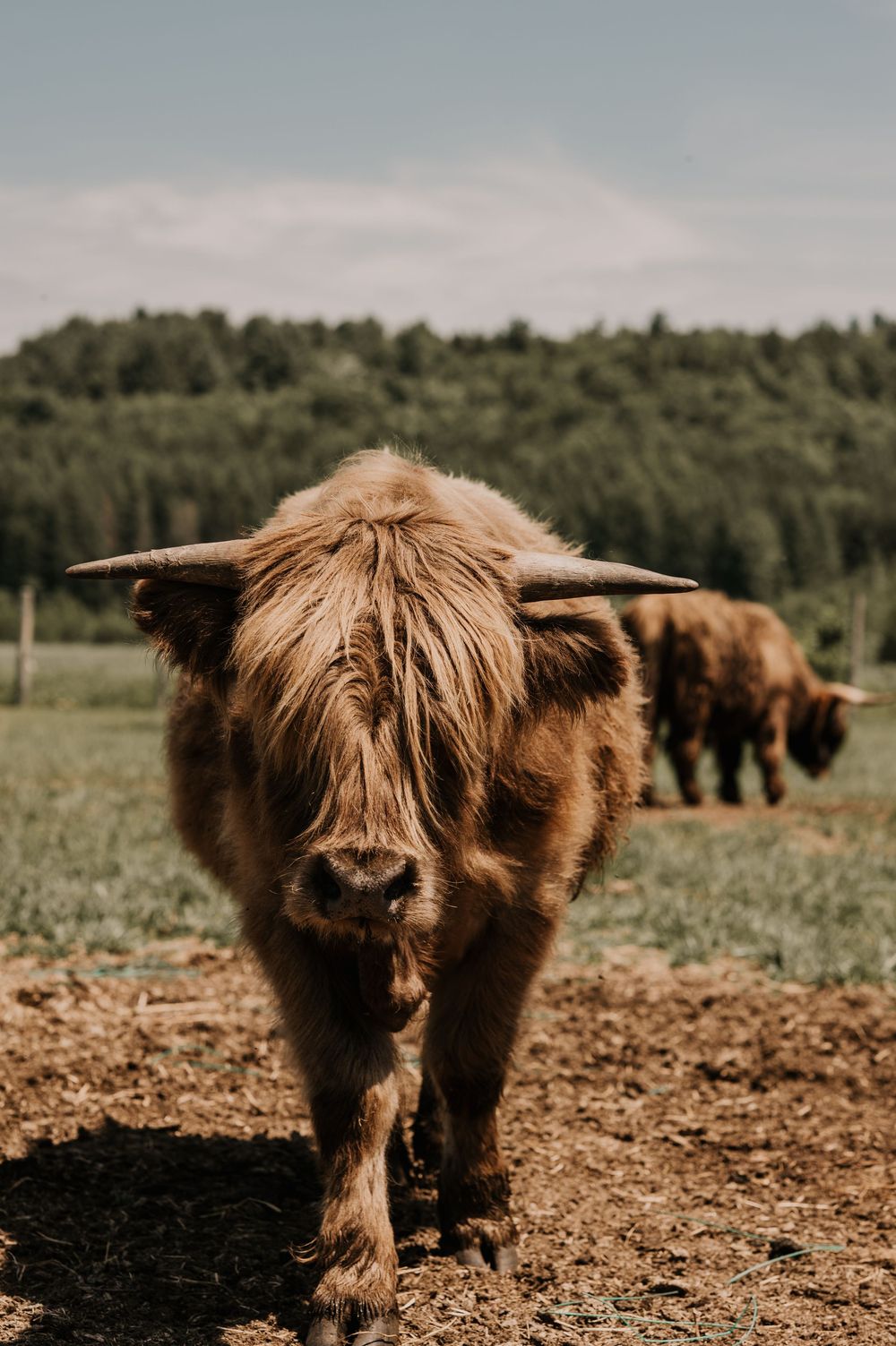 Highland cattle grazing in a field with their distinctive brown shaggy coats and long horns against a natural landscape.