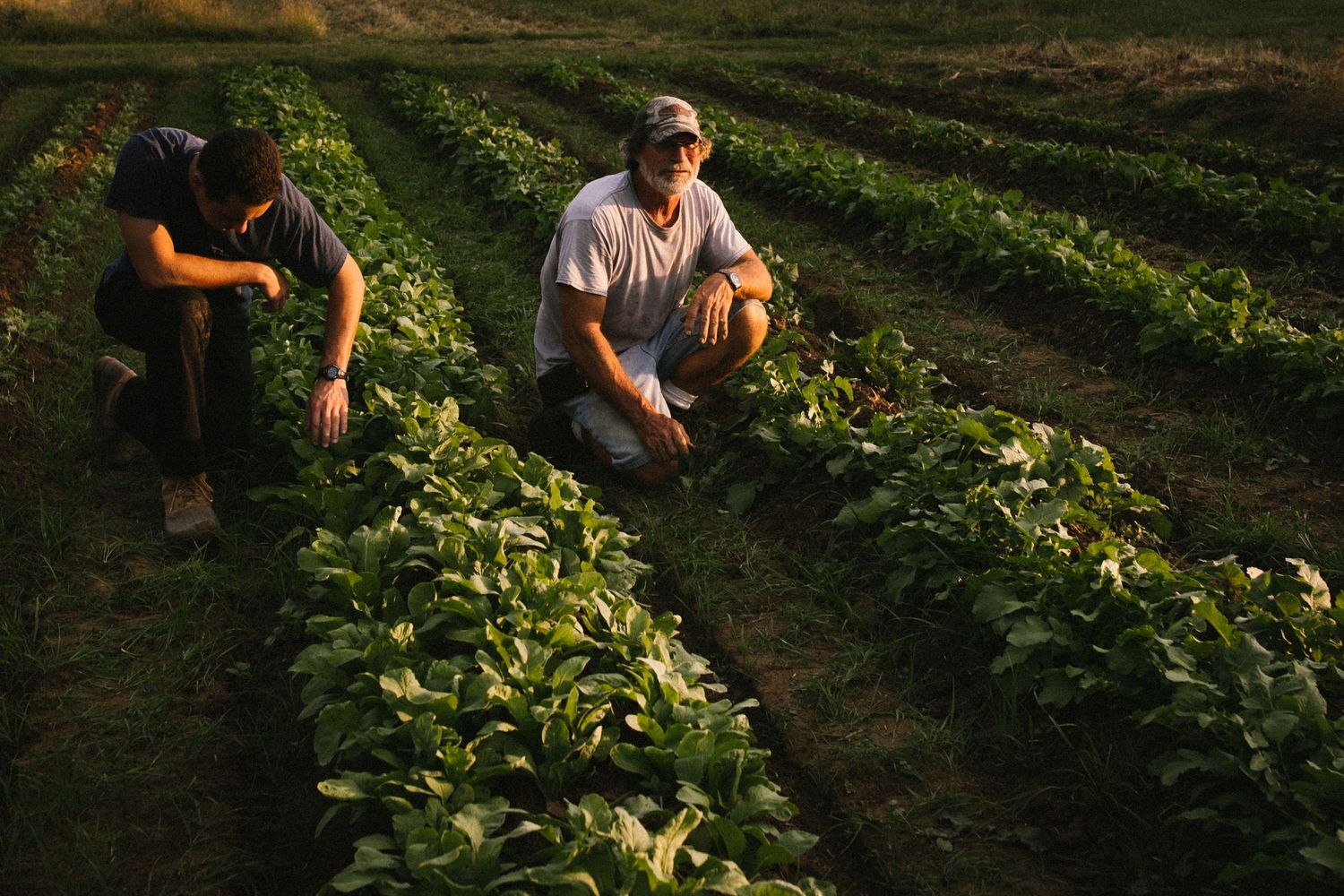Farm workers tend to rows of green crops during golden hour in a rural field.