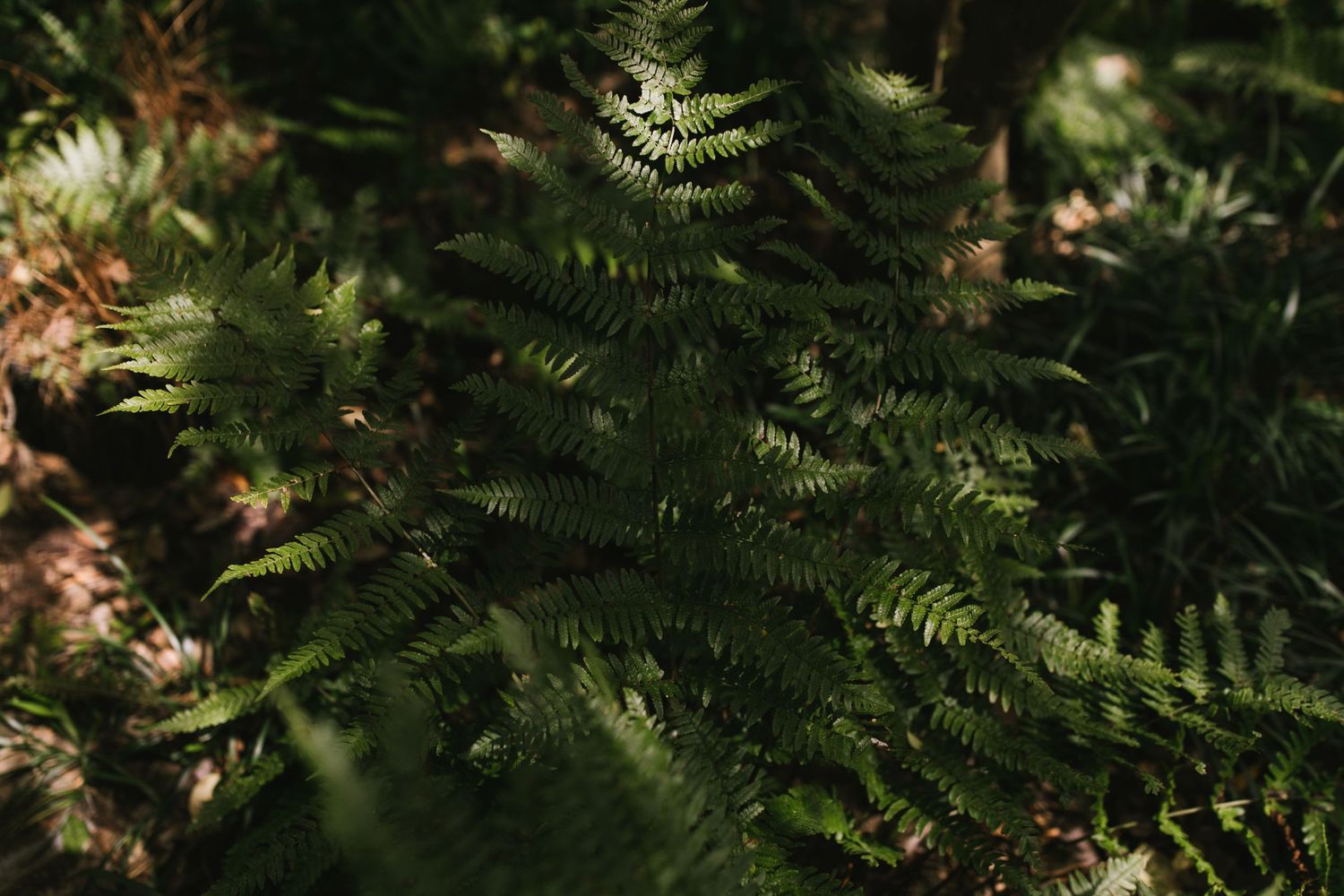 Sunlit ferns create delicate shadows in a natural woodland setting.