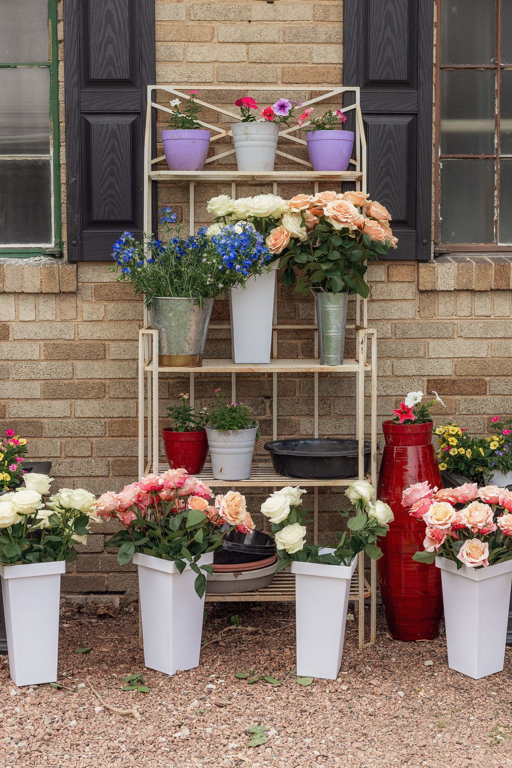 Metal shelf and white pots displaying colorful roses and flowers against a brick wall with black shuttered windows.