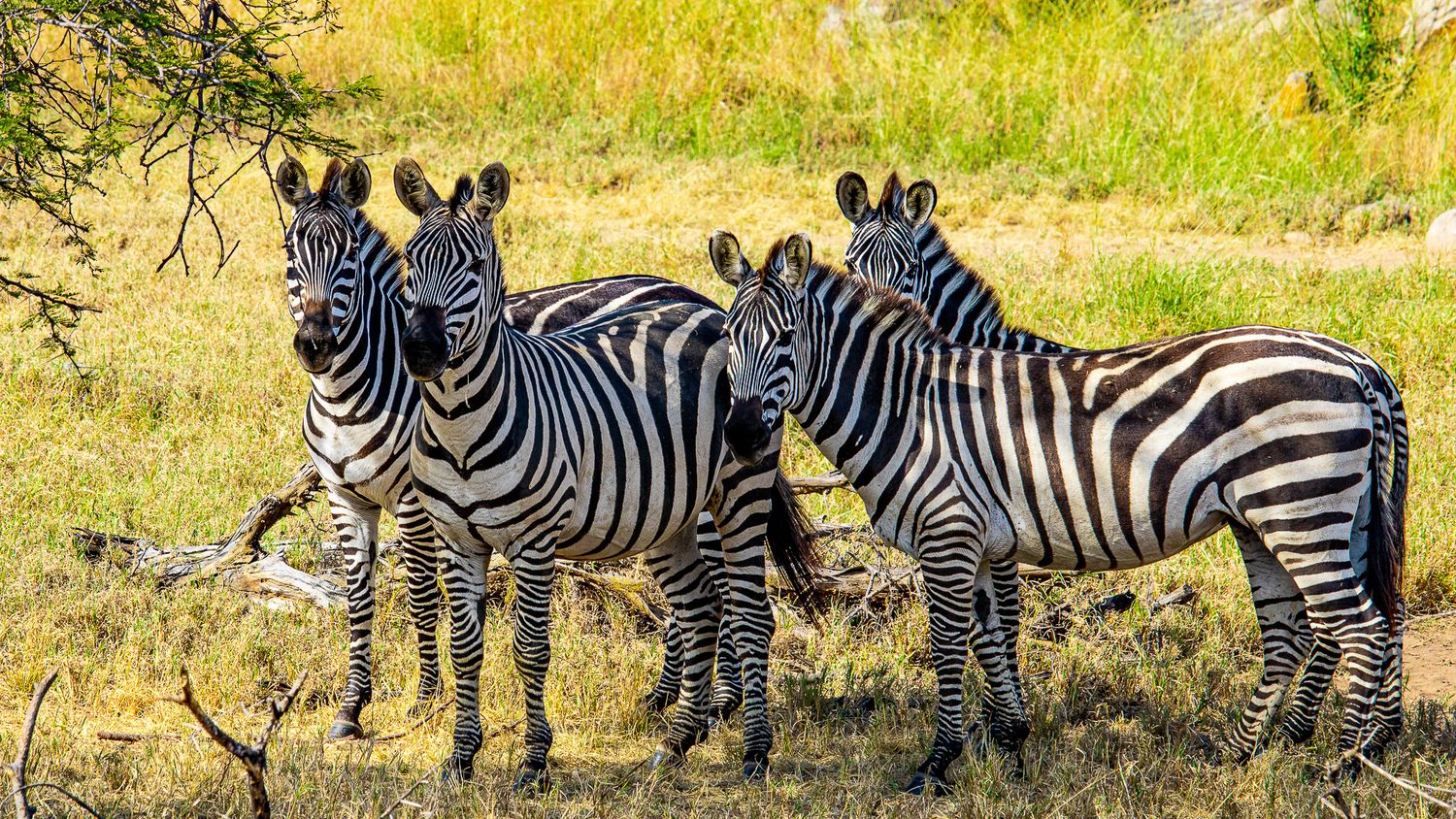 Herd of Zebra