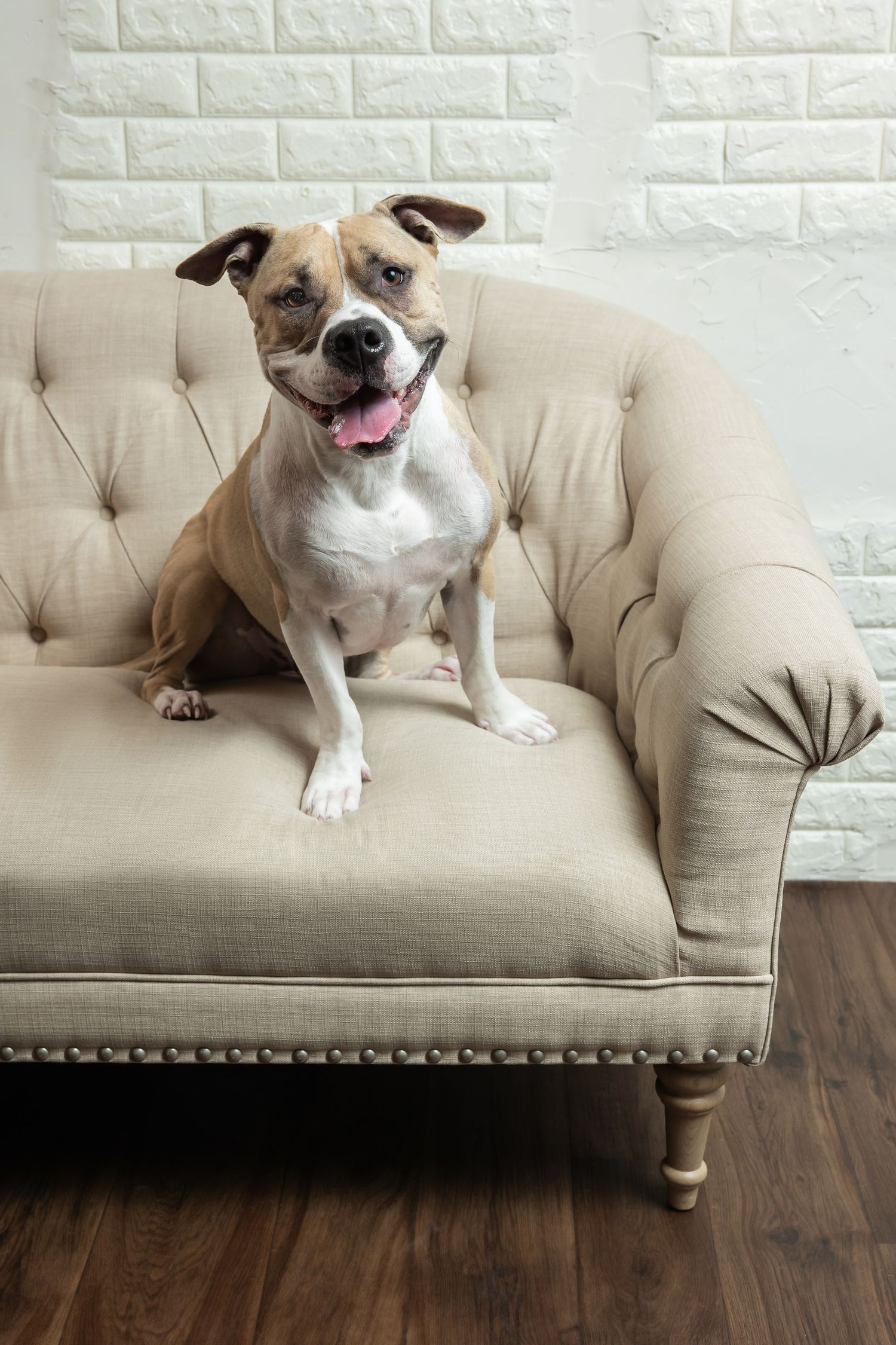 A happy pit bull dog sitting on a beige tufted armchair with tongue out, against a white brick wall.