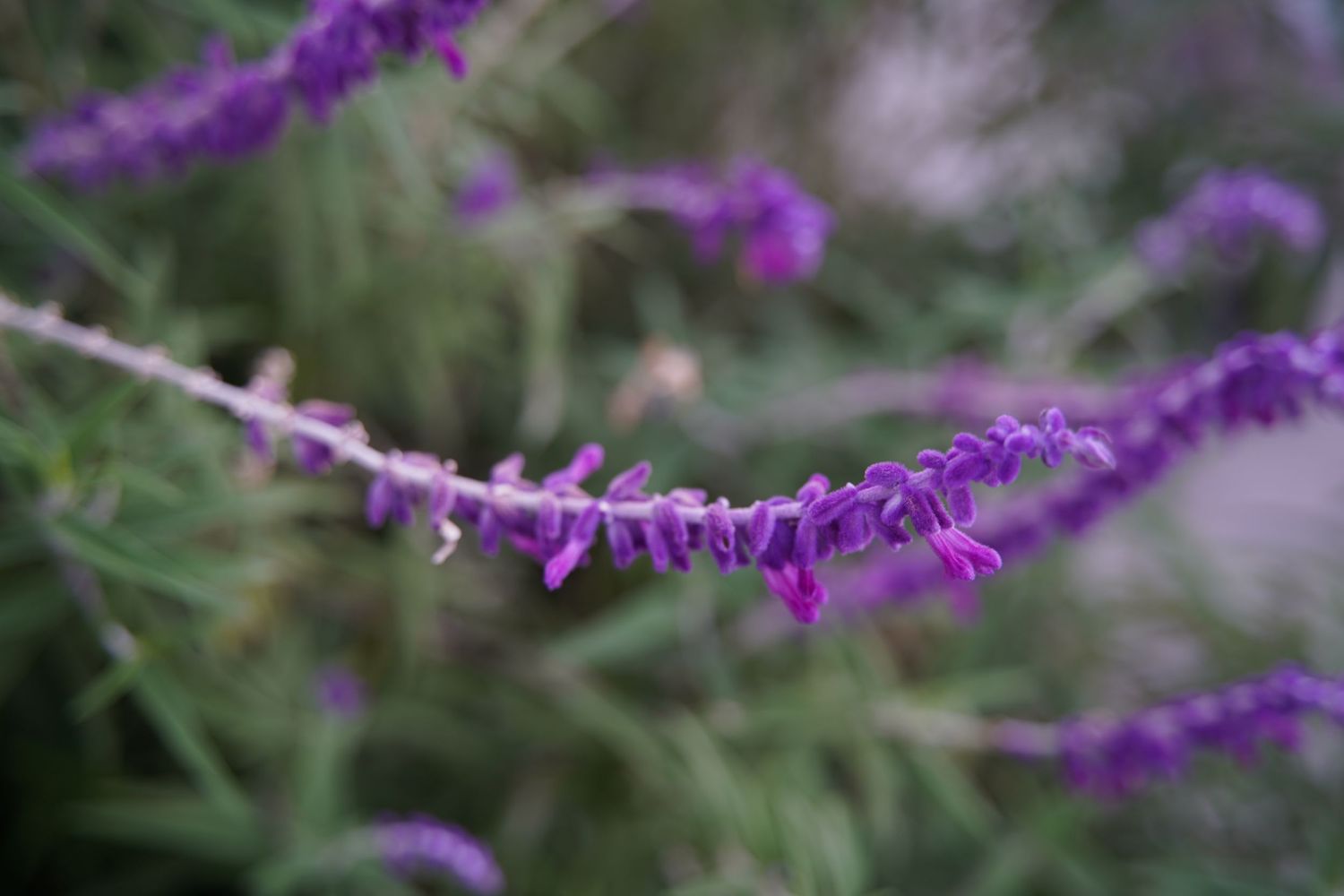 Close-up of vibrant purple salvia flowers blooming on slender stems with soft green bokeh background.