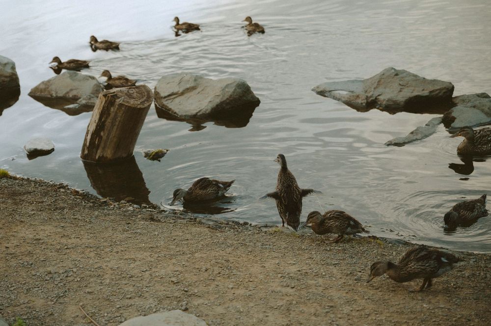 Ducks and ducklings wading near rocky shoreline with stones and weathered wood post in calm water.