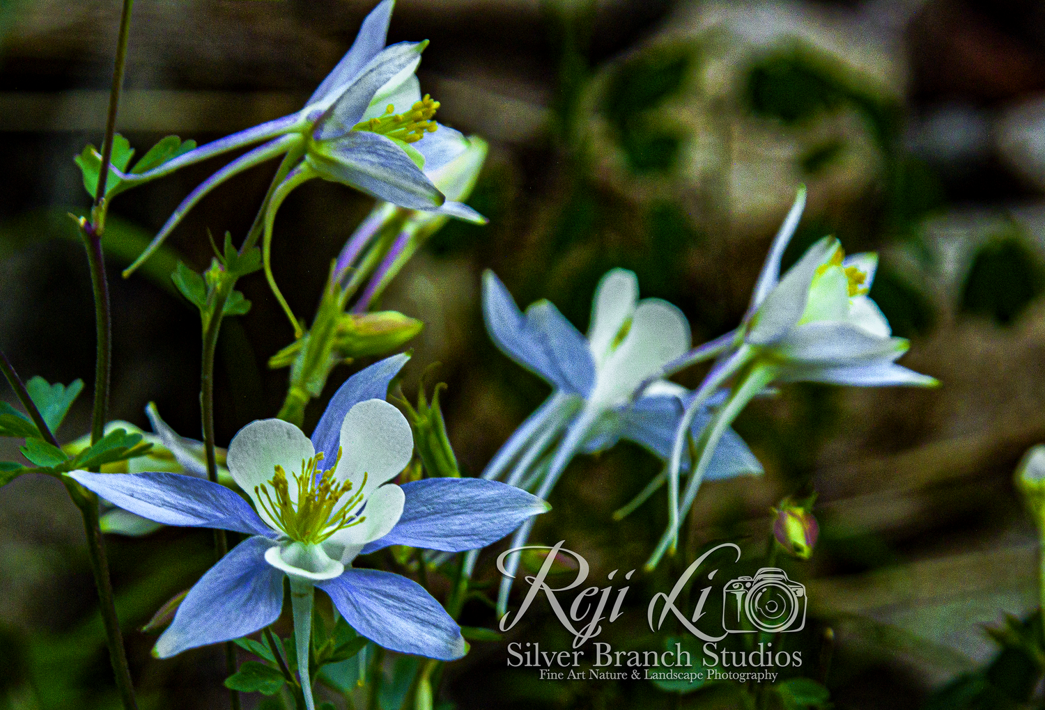 Rejis Wildflowers Gallery
