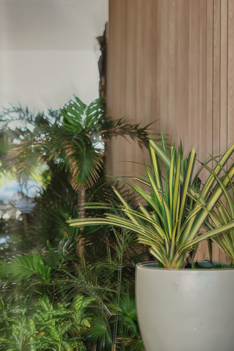 A variegated tropical plant in a white pot sits beside lush green palm trees against a wooden slat wall.