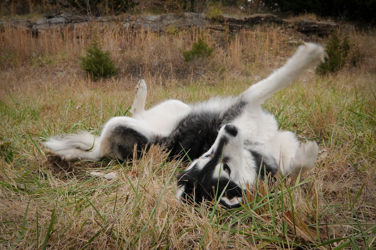 Black and white dog lying relaxed in tall grass on a sunny day.