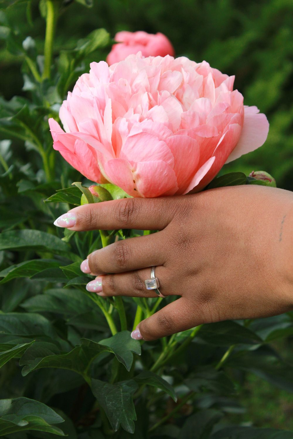 A hand with a diamond engagement ring gently holds a blooming pink peony flower in a lush green garden.