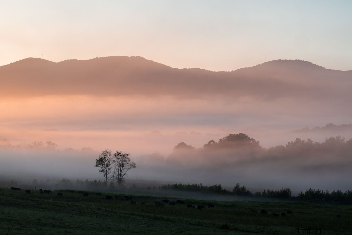 Misty mountain valley at sunrise with fog rolling over hills, silhouetted trees, and grazing animals in a serene landscape.