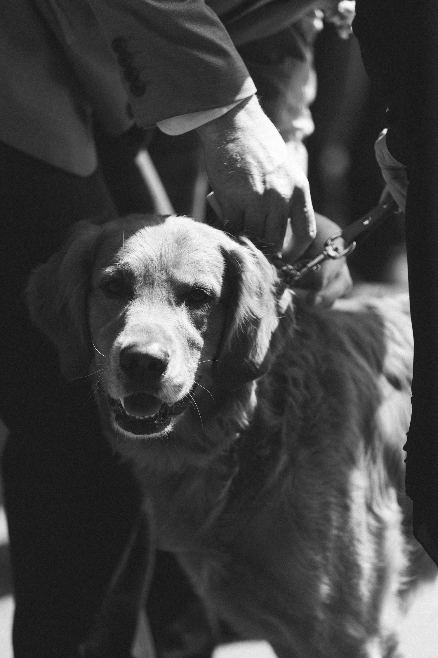 Black and white photo of a Golden Retriever on a leash held by a person in dark clothing.