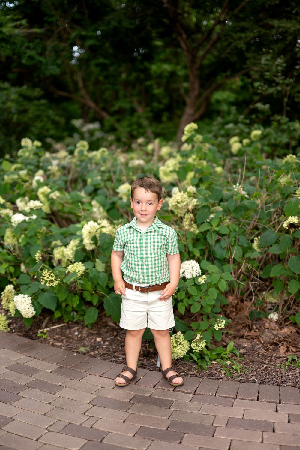 Young boy in green plaid shirt and white shorts standing on brick path among white hydrangea bushes.