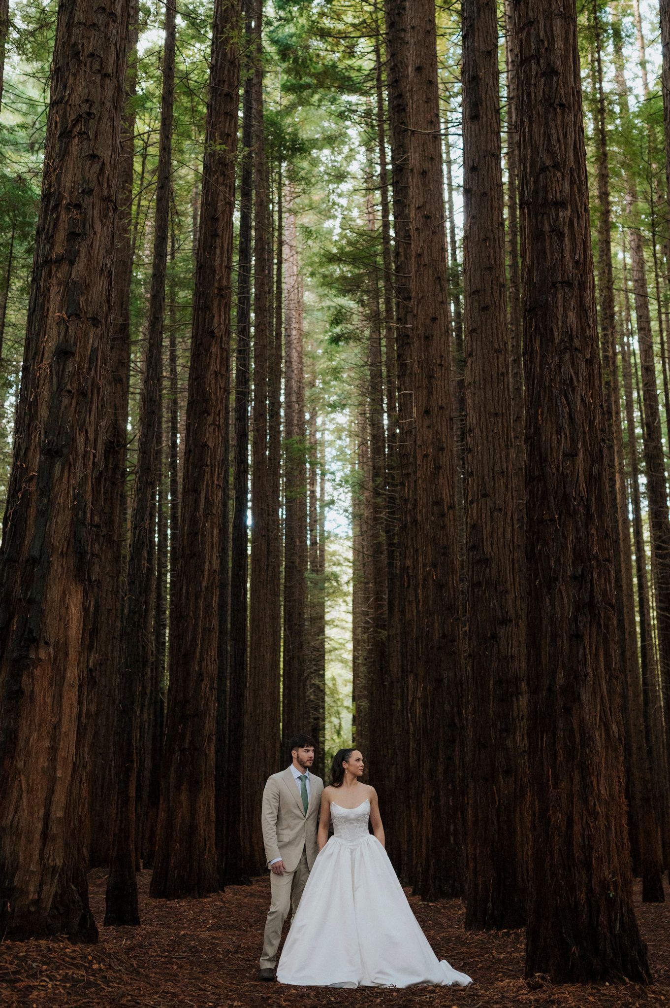 Bride and groom stand among towering redwood trees in a lush forest, wearing a white gown and tan suit.