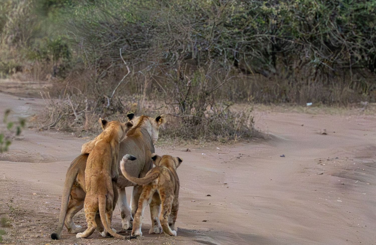 Three lions, including a cub, stand together on a sandy path surrounded by dry African savanna brush.