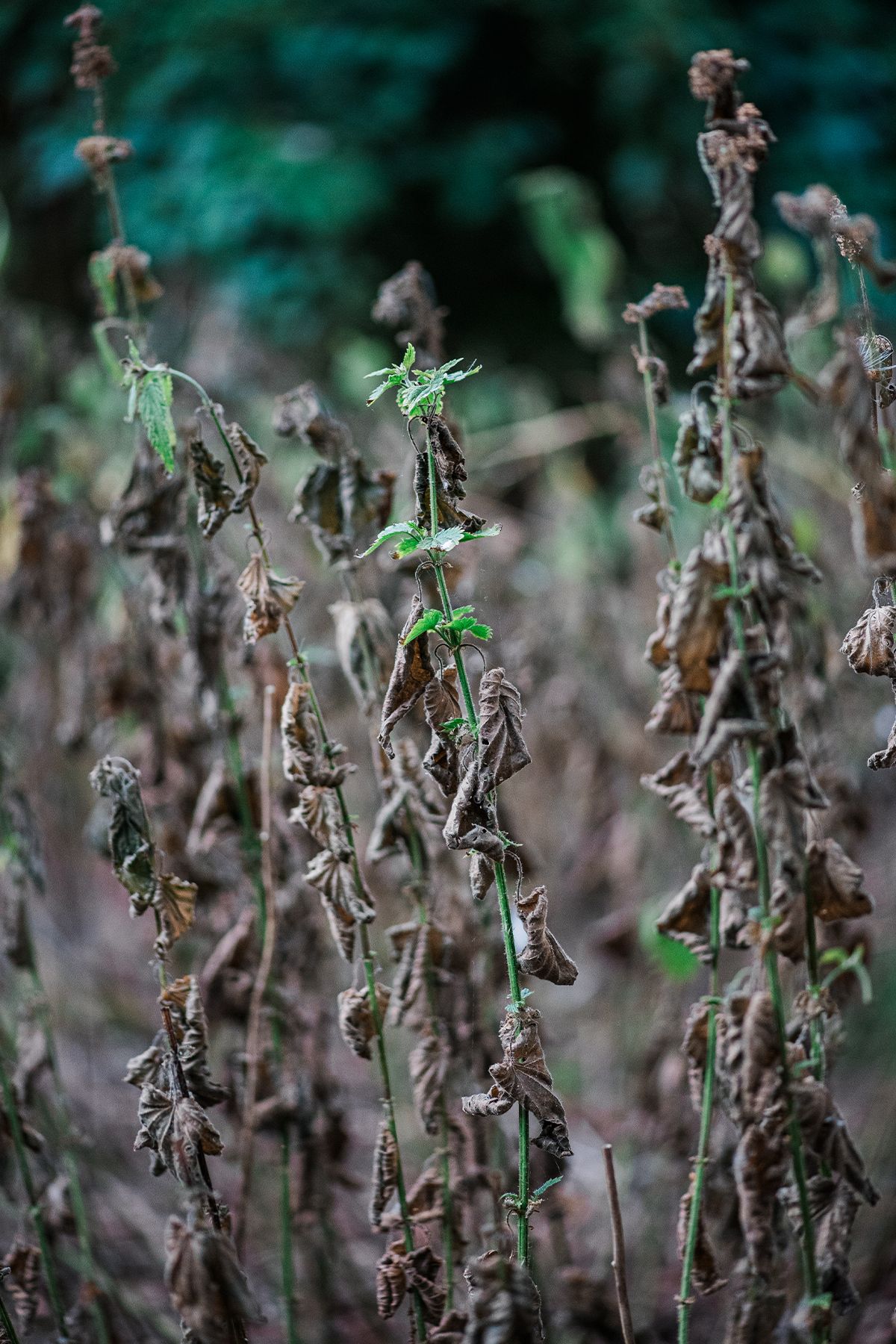 Close-up of dried brown nettle plant stems with small green leaves emerging, set against a blurred natural background.